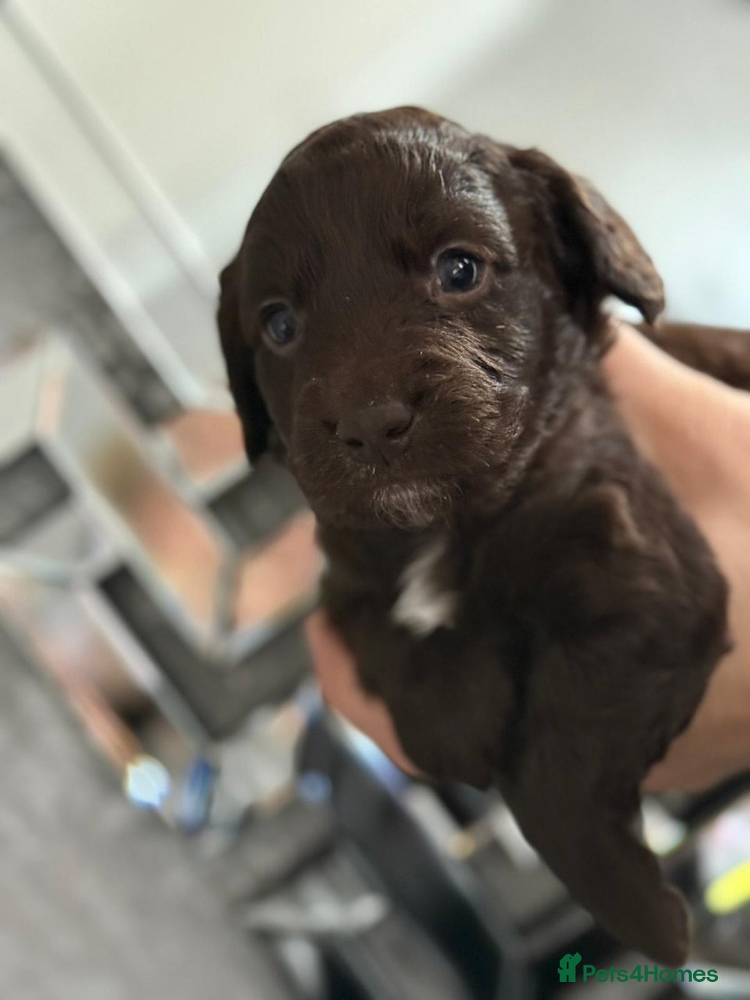 Cockapoo dogs for sale: Cockapoo puppies  - Image 14