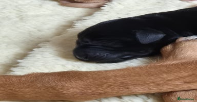 Labrador Retriever dogs - Advert 13