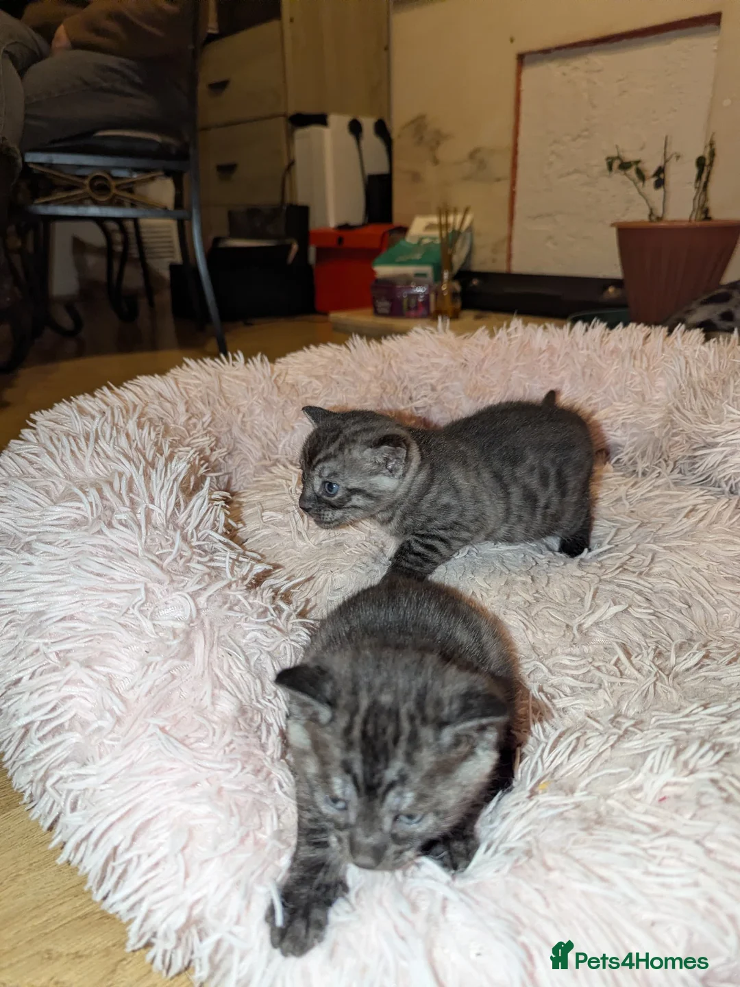 Bengal cats for sale:  Bengal Type Kittens Boys – Stunning Markings - Advert 8