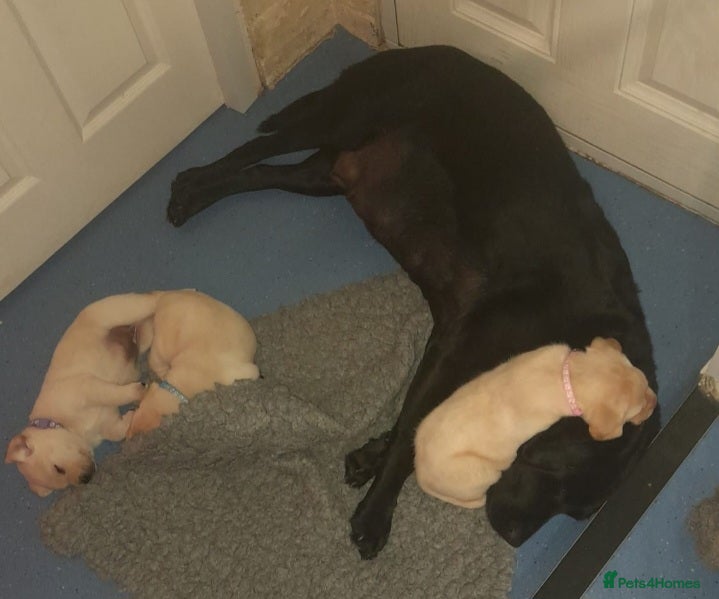 Labrador Retriever dogs Beautiful litter of labradors - Advert 1