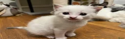 Mixed Breed cats for sale: Stunning, Friendly Ragdoll Cross Kittens - Advert 4
