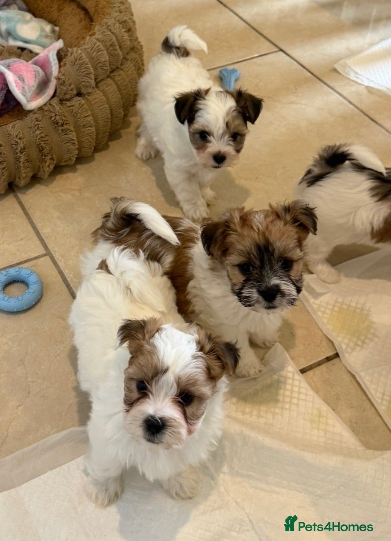 Morkie dogs RARE TOY Biewer Maltese (BIEWER MORKIE) - Advert 5