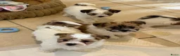 Morkie dogs for sale: RARE TOY Biewer Maltese (BIEWER MORKIE) - Advert 1