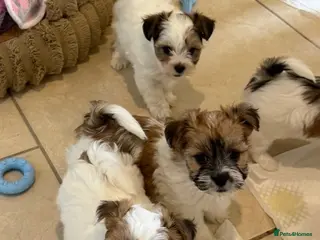 Morkie dogs RARE TOY Biewer Maltese (BIEWER MORKIE) - Advert 5