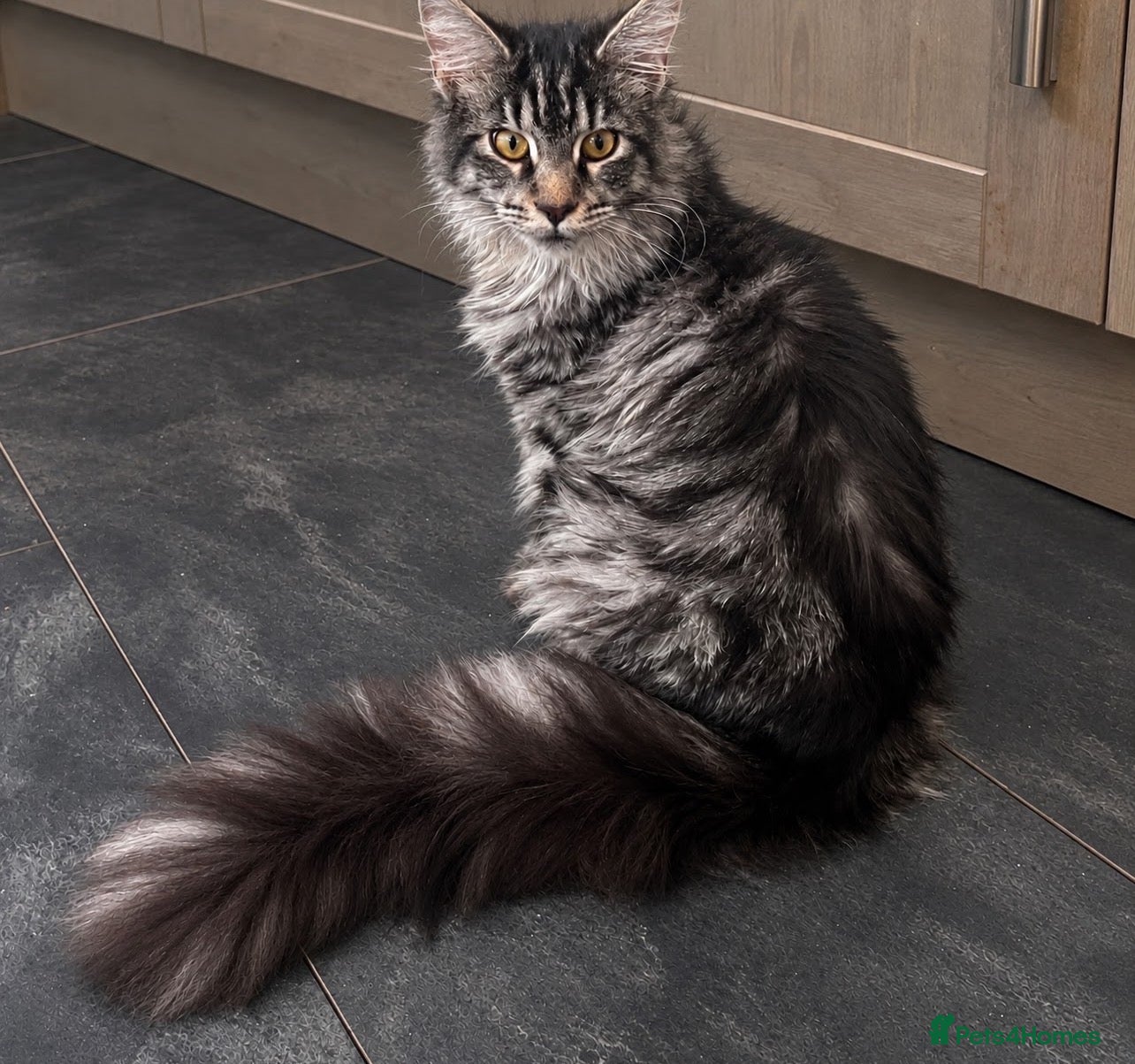 Maine Coon cats Maine coon girl 8 mths - Advert 5