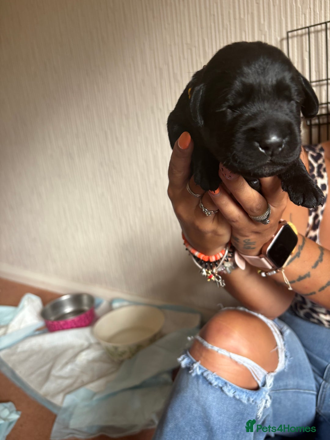 Labrador Retriever dogs for sale: Chunky Black Labrador puppies  - Image 13