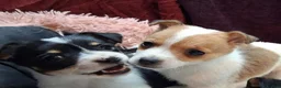 Jack Russell dogs for sale: Pure Jack Russell pups for sale - Advert 5