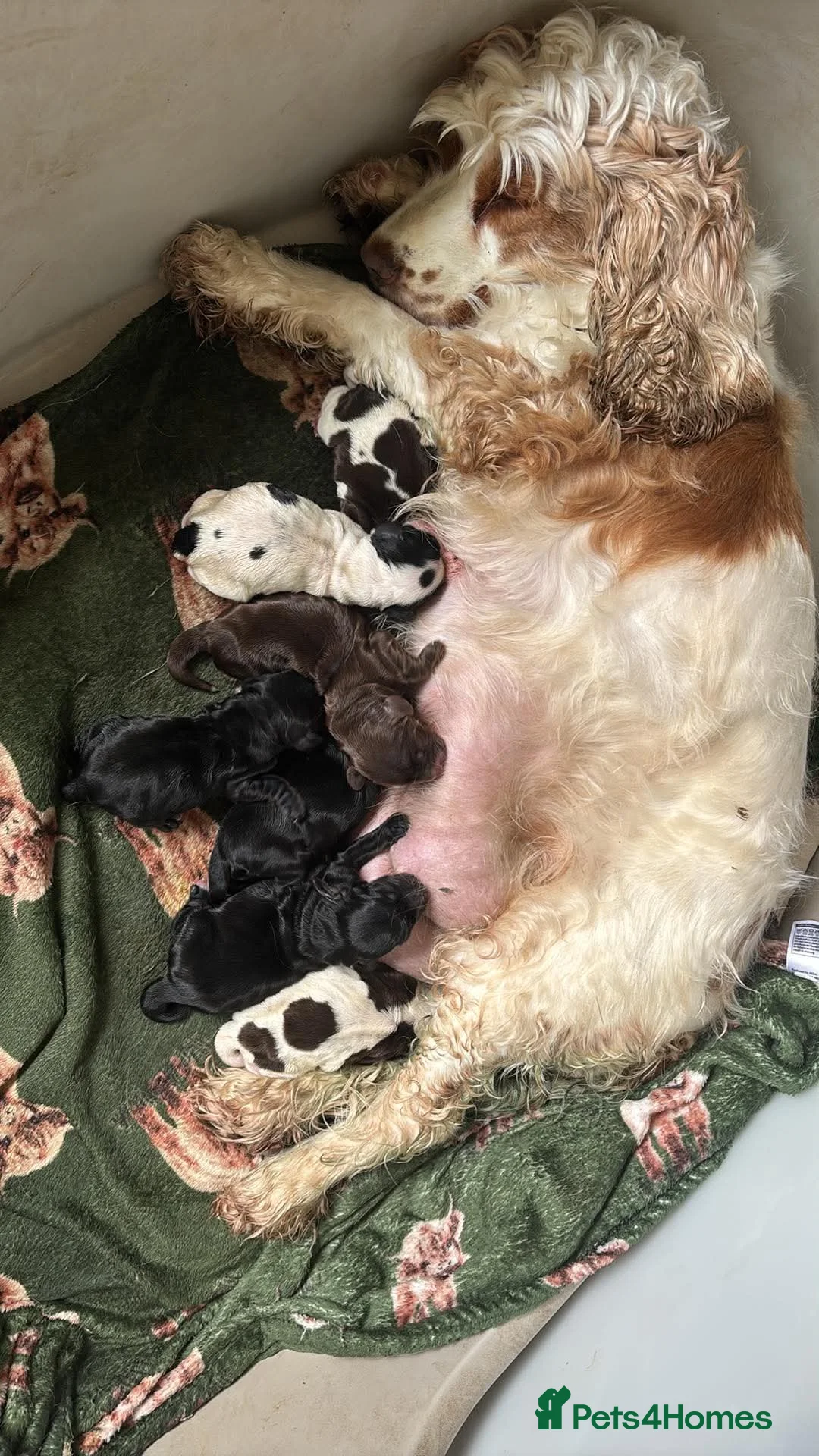 Cocker Spaniel dogs for sale: Show type cocker pups - Advert 2