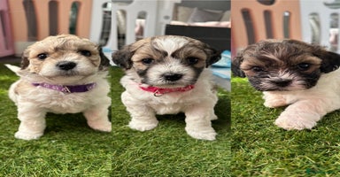 Mixed Breed dogs - Advert 9