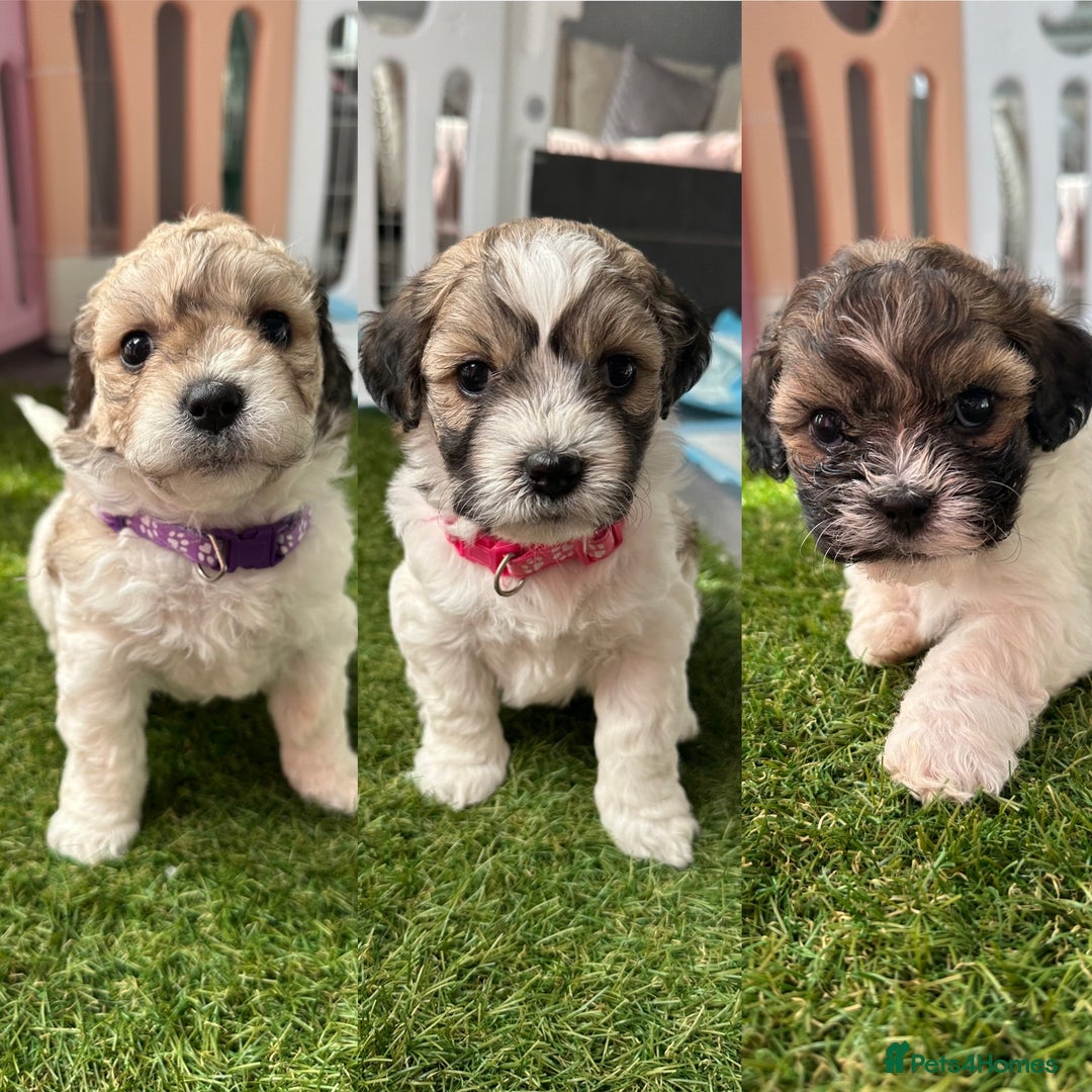 Mixed Breed dogs for sale: La Chon Puppies!  - Image 5