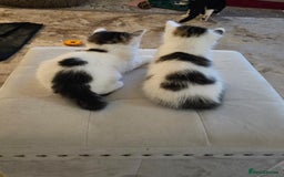 Mixed Breed cats for adoption: Gorgeous bonded pair of rescue kittens - Image 2