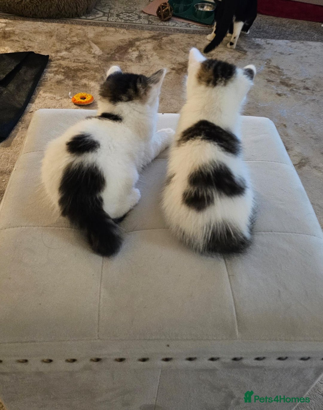 Mixed Breed cats for adoption: Gorgeous bonded pair of rescue kittens - Image 2