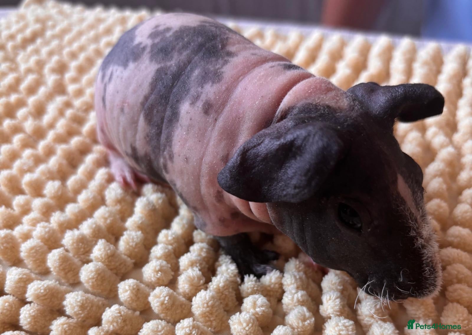 Guinea Pig rodents REDUCED Gorgeous Skinny Pigs- one boar left!  - Advert 1