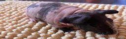 Guinea Pig rodents for sale: Gorgeous Skinny Pig Boars - Advert 7