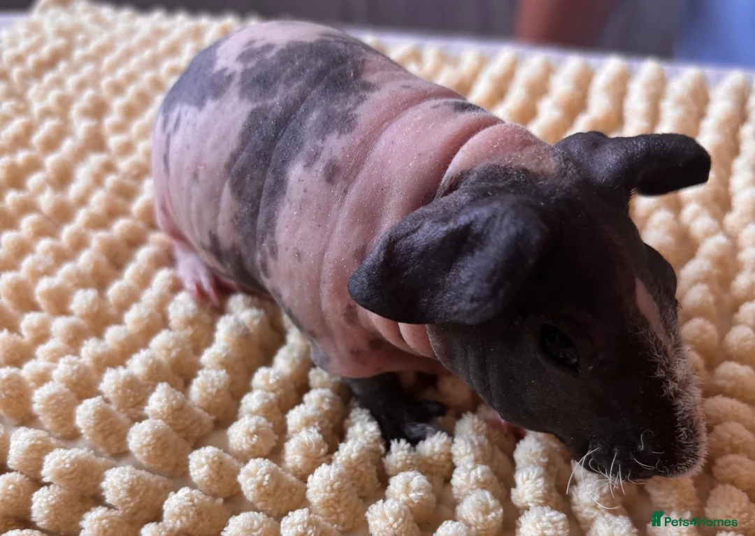 Guinea Pig rodents for sale: Gorgeous Skinny Pig Boars - Advert 7