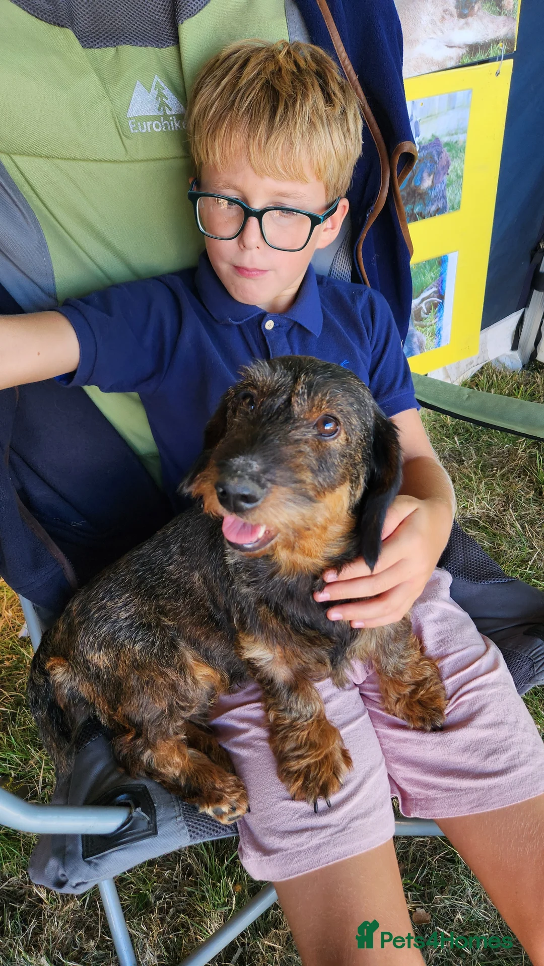 Dachshund dogs for sale: Kc registered teckel  - Advert 2