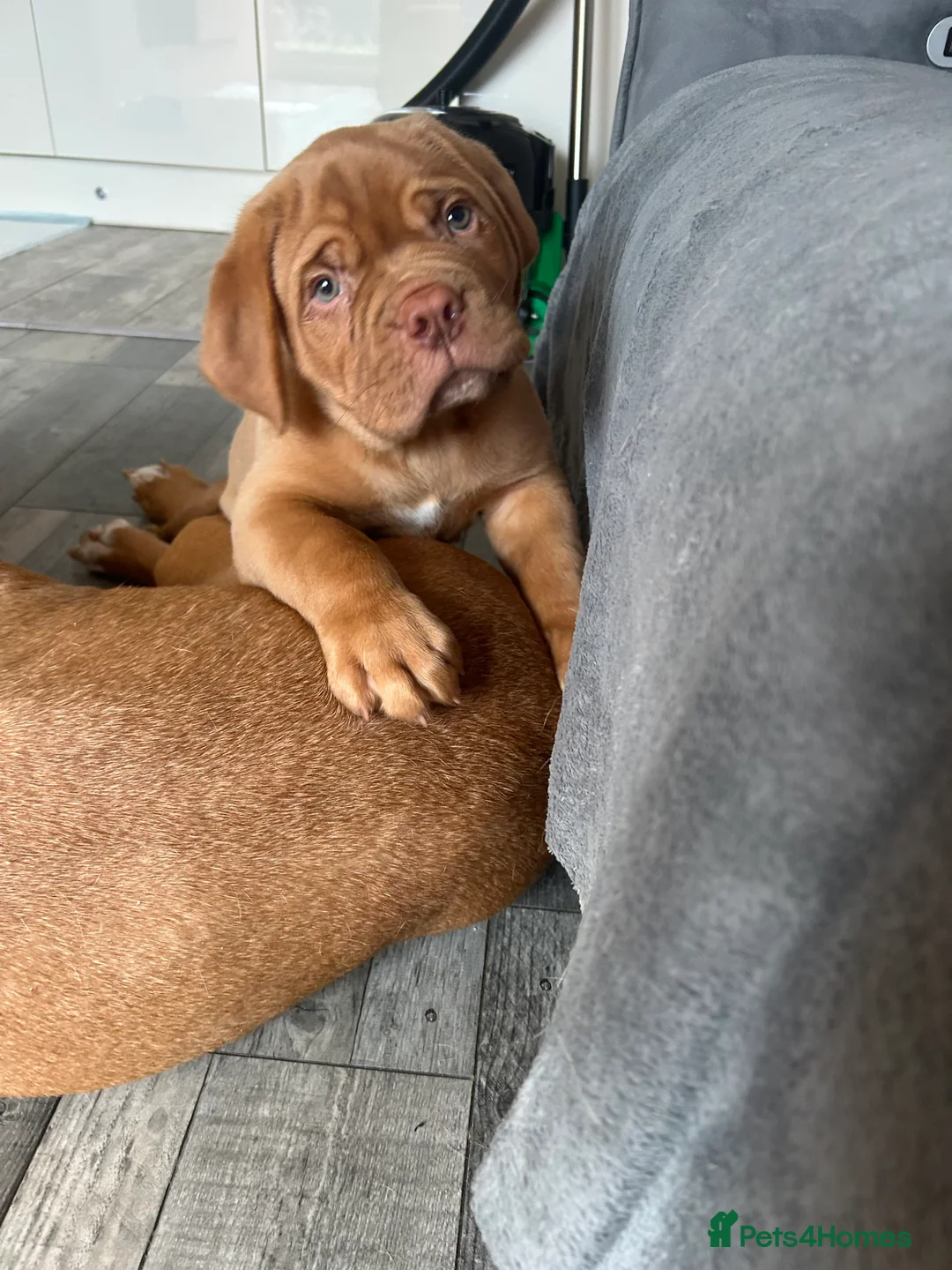Dogue De Bordeaux dogs for stud: Proven KC Reg Dogue De Bordeaux in Newcastle upon Tyne - Advert 10