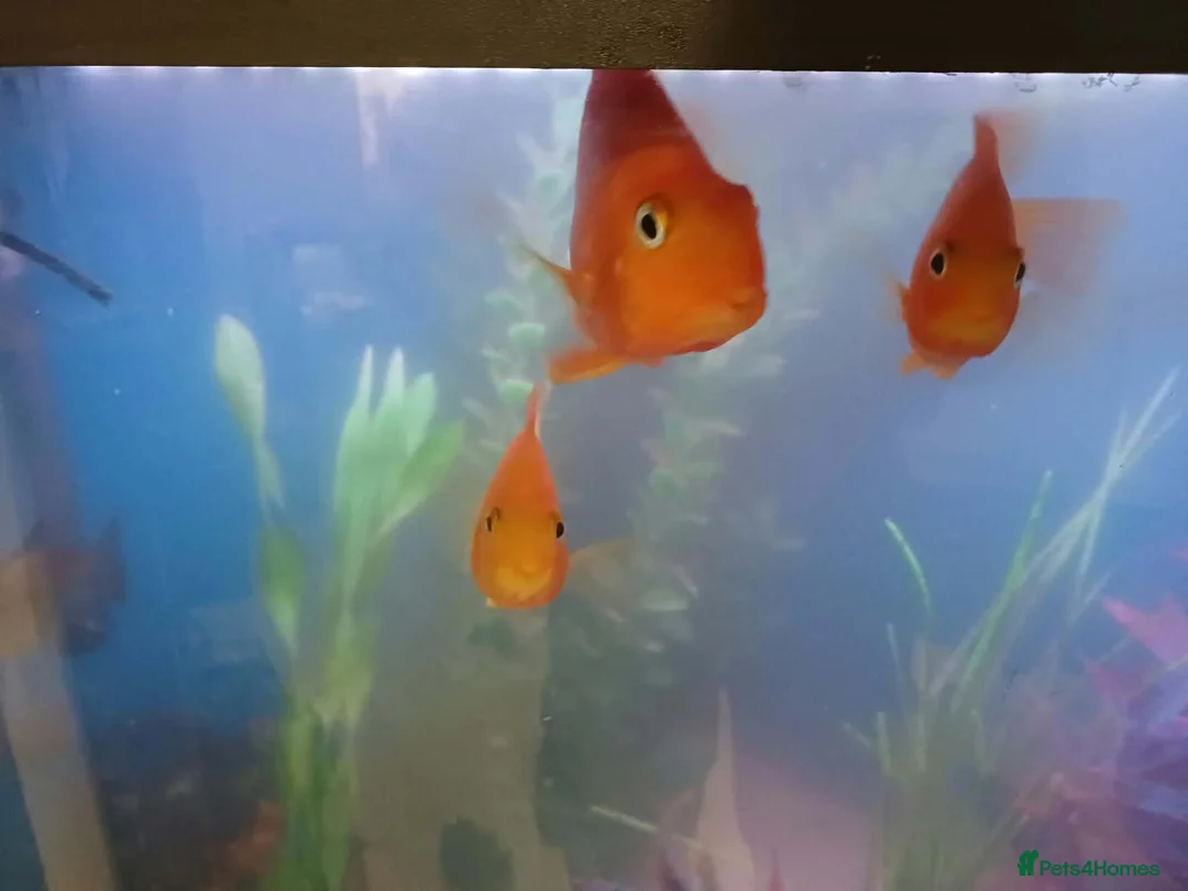 Other/Mixed Breed fish for sale: tropical fish in Lowestoft - Advert 4