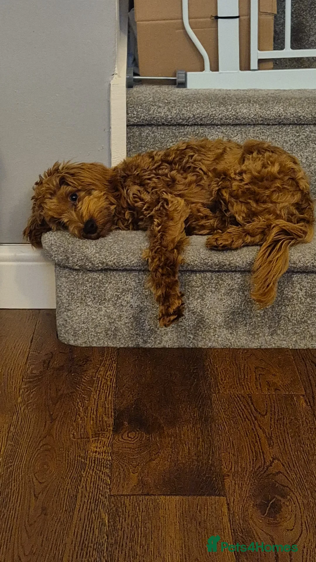 Cockapoo dogs for sale: Cockapoo - 9 Months - Advert 3