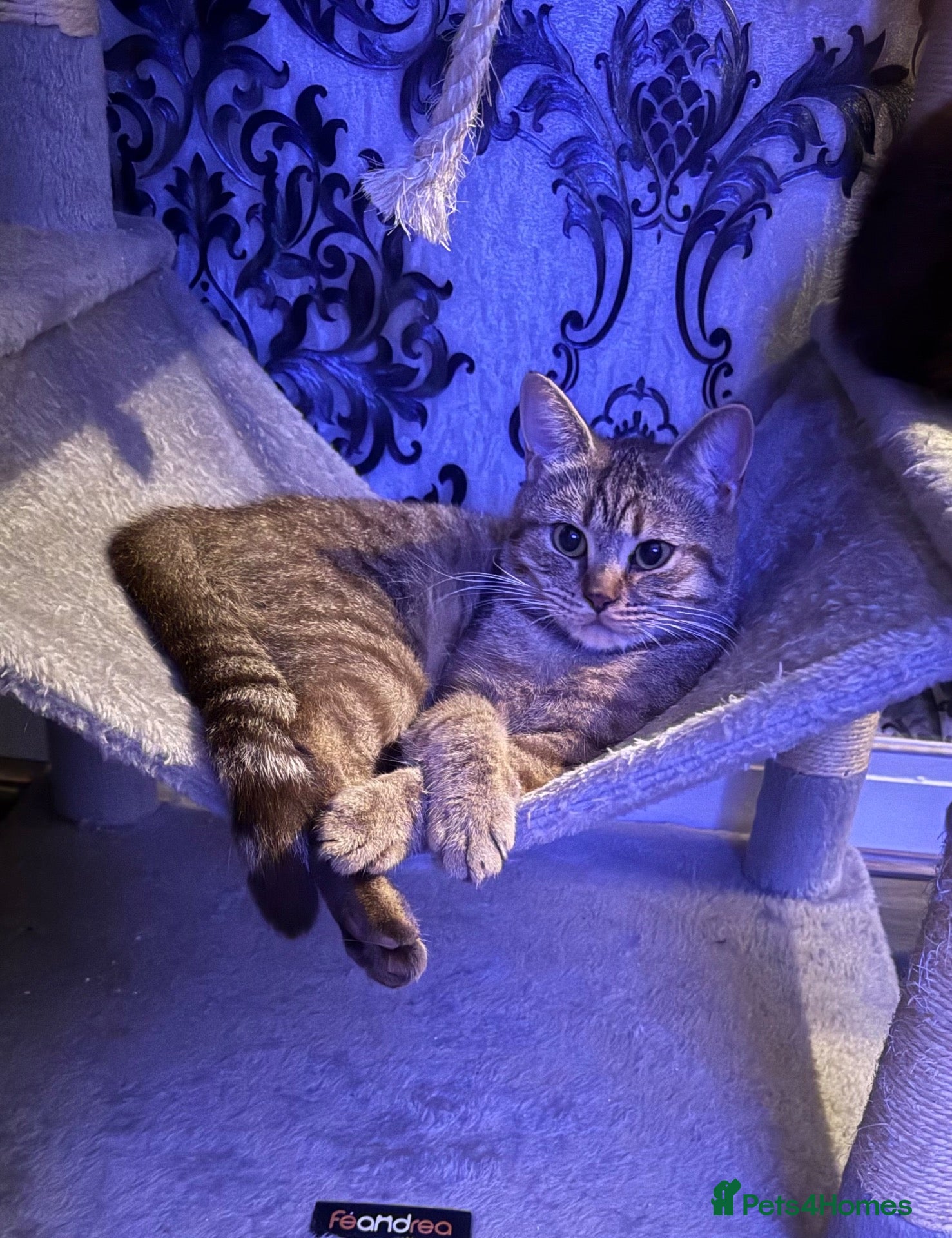 British Shorthair cats golden british shorthair kitten  - Advert 13