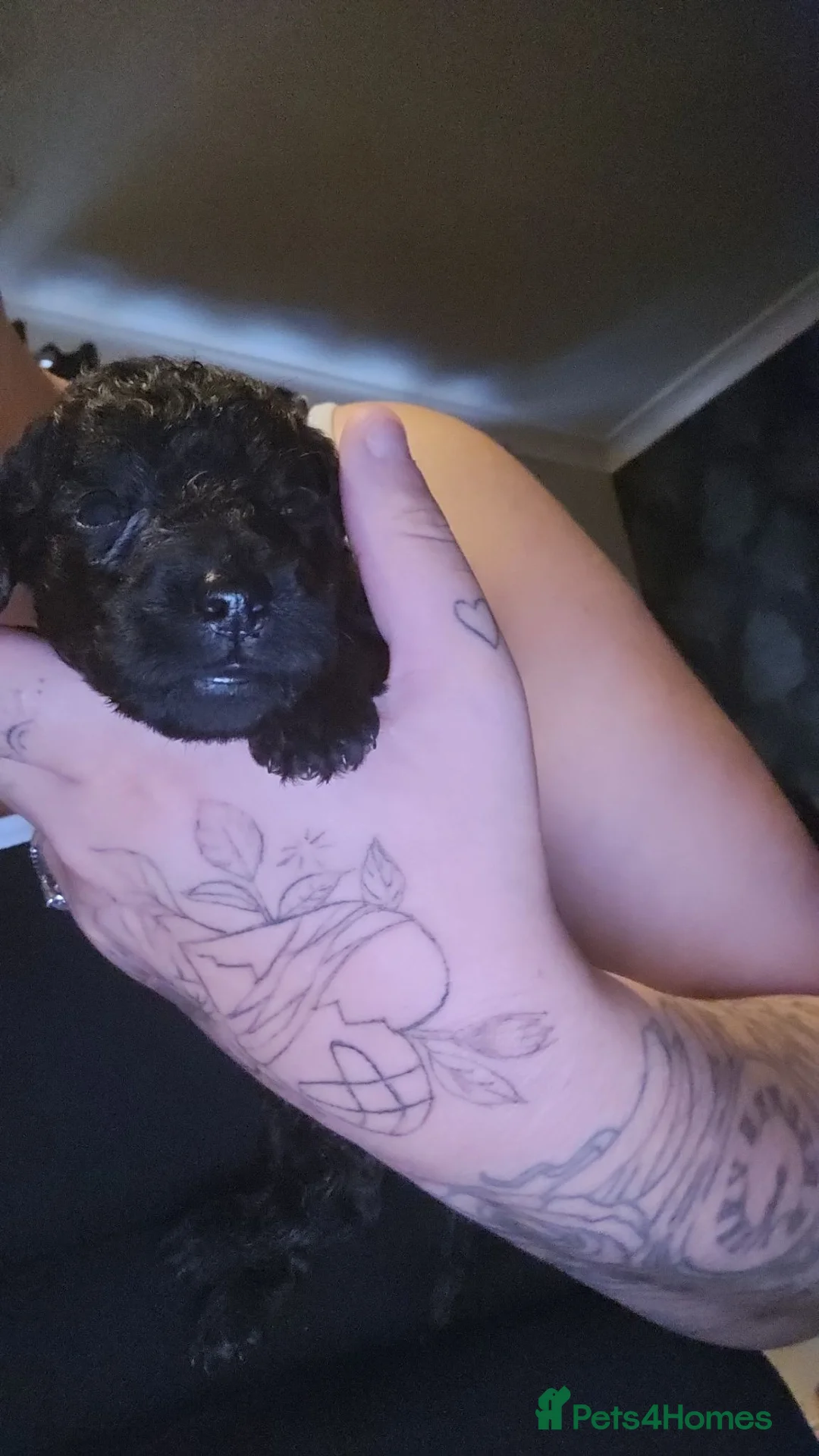 Mixed Breed dogs for sale: Puppies in Slough - Advert 2