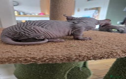 Sphynx cats for sale: Elf Sphynx Kittens  - Image 22