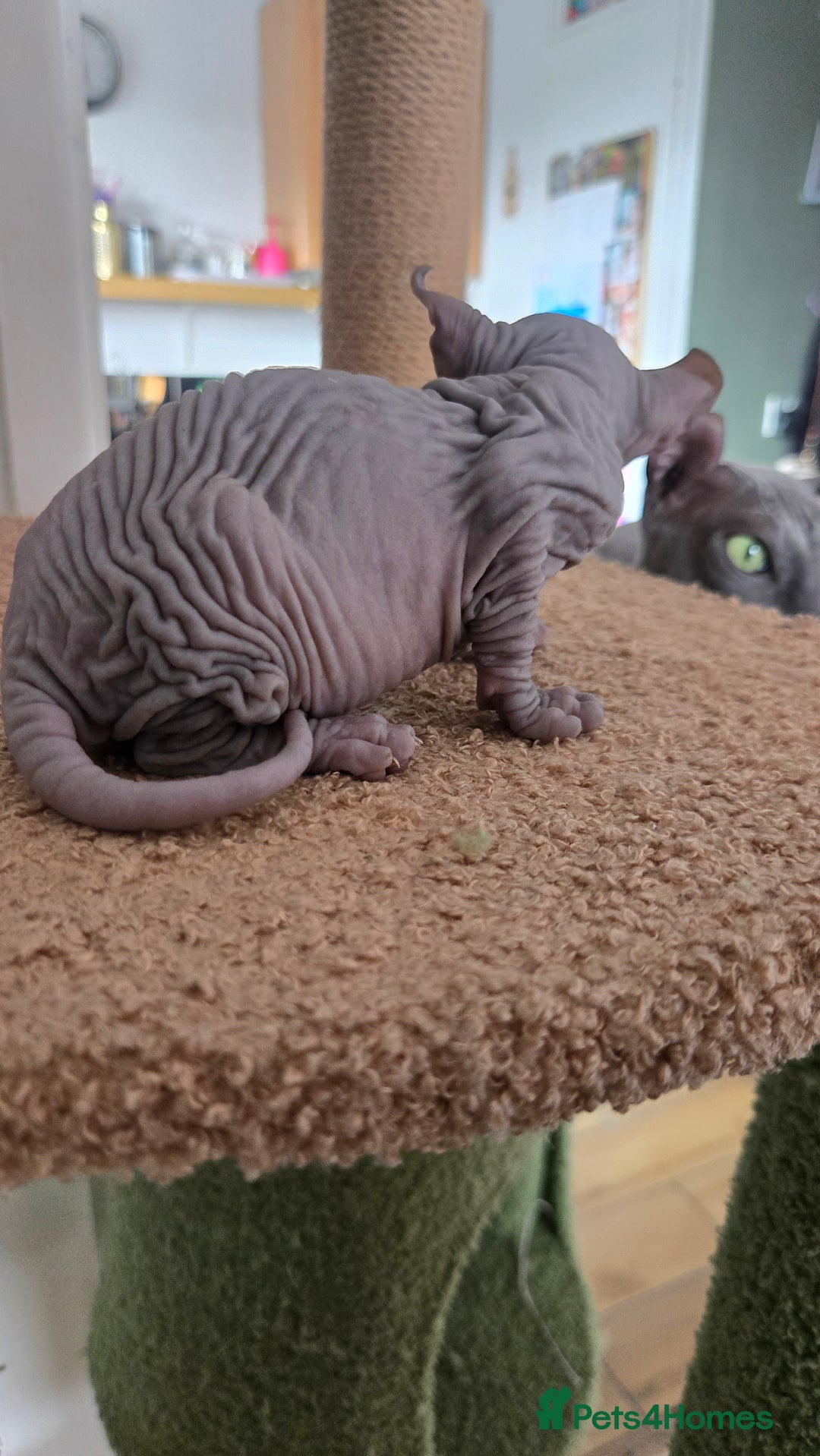 Sphynx cats for sale: Elf Sphynx Kittens  - Image 22