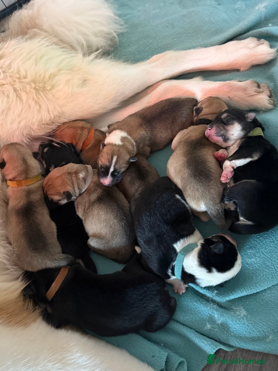 Huskita dogs for sale: Gorgeous Huskita Puppies  - Image 17