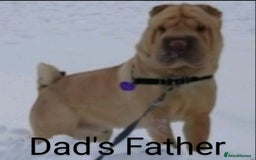 Shar Pei dogs for sale: ONLY 2 LEFT! Beautiful Champion Shar Pei Puppies!  - Image 14