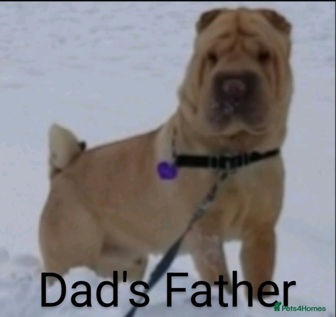 Shar Pei dogs for sale: ONLY 2 LEFT! Beautiful Champion Shar Pei Puppies!  - Image 14