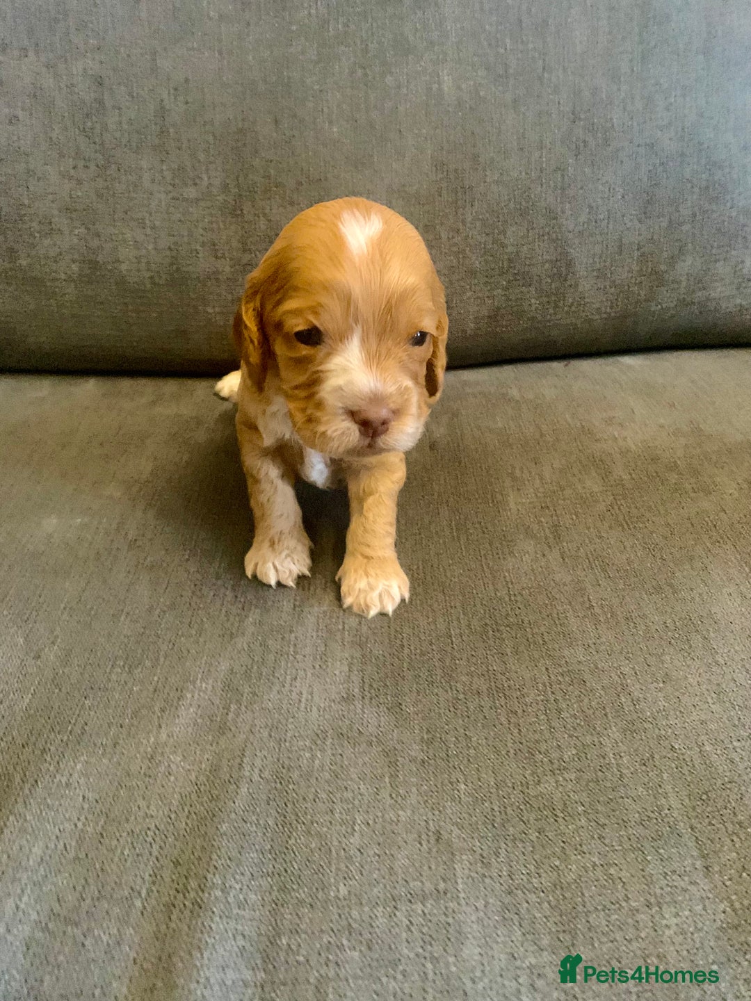 Cockapoo dogs for sale: Cockapoo F1b - Advert 23