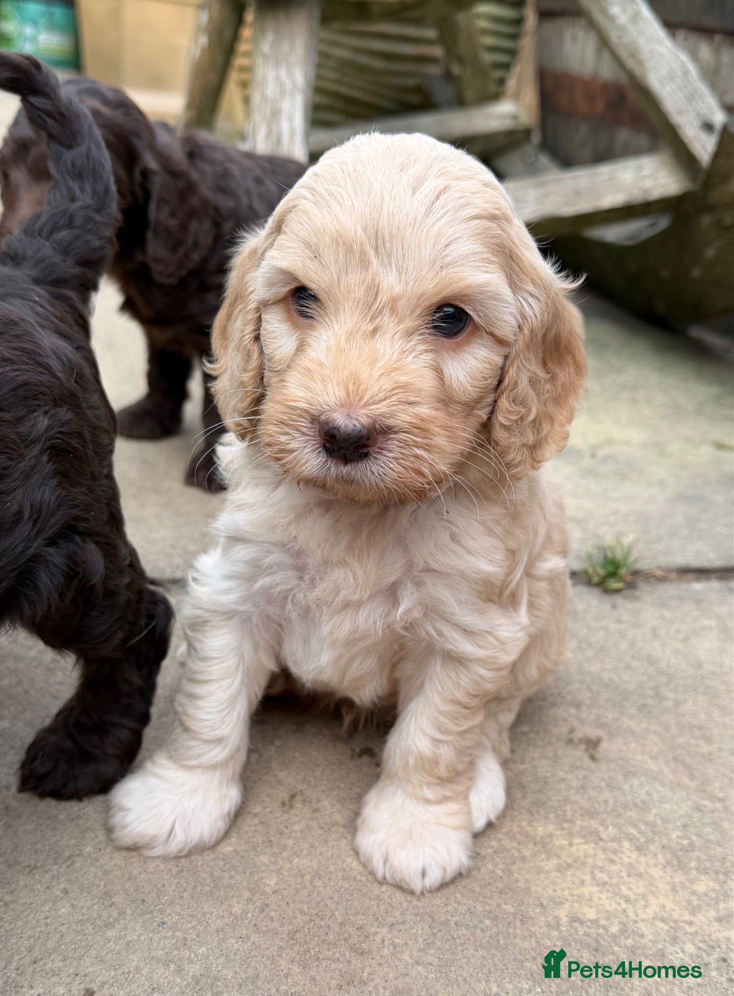 Cockapoo dogs Cockapoo Puppies - Advert 2