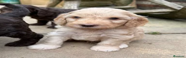 Cockapoo 1