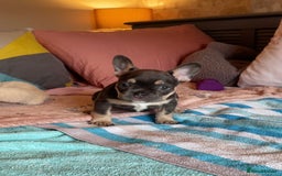 French Bulldog dogs for sale: One lilac female French bulldog puppy left🐶🐾💞 - Image 4