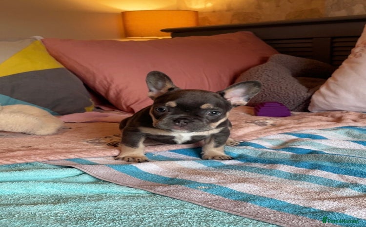 French Bulldog dogs - Advert 12