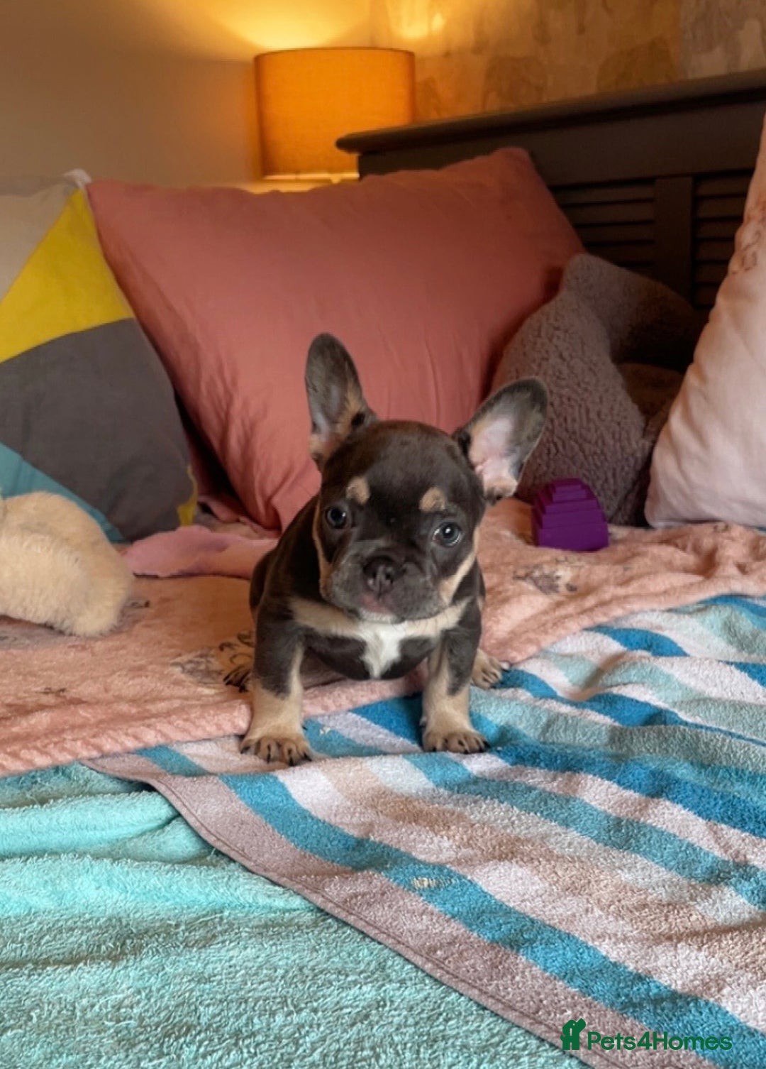 French Bulldog dogs for sale: One lilac female French bulldog puppy left🐶🐾💞 - Image 4