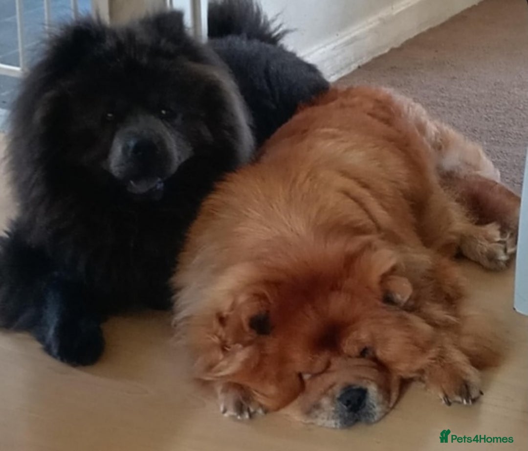 Chow Chow dogs for sale:  KC registered Chow Chow puppies for sale.🤗 - Image 38