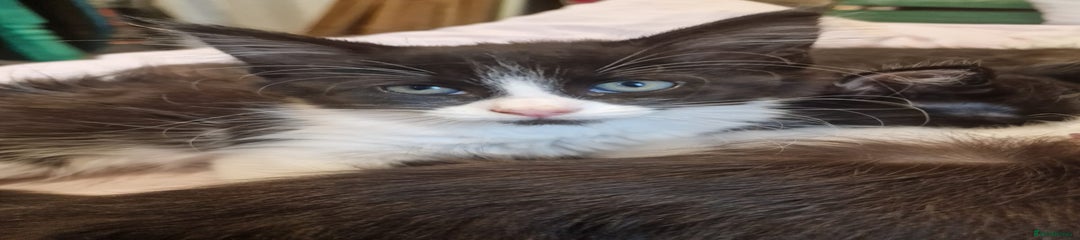 Domestic Shorthair Kitten 2