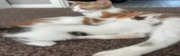 Mixed Breed cats for sale: Mixed tabby  - Advert 2