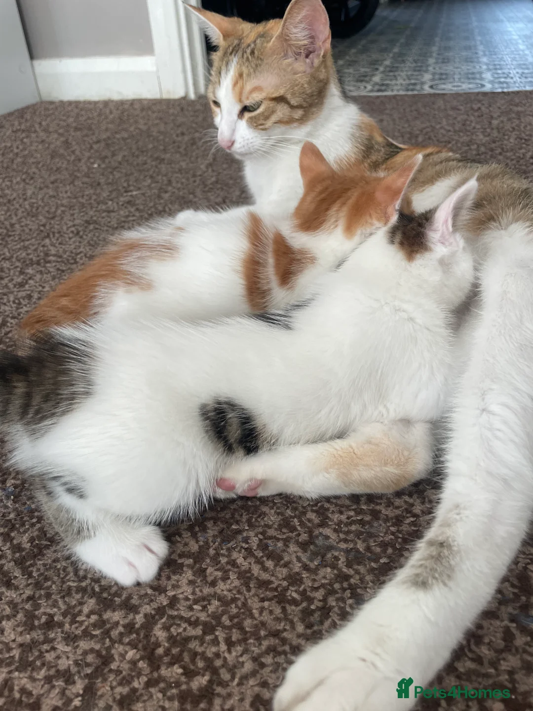 Mixed Breed cats for sale: Mixed tabby  - Advert 2