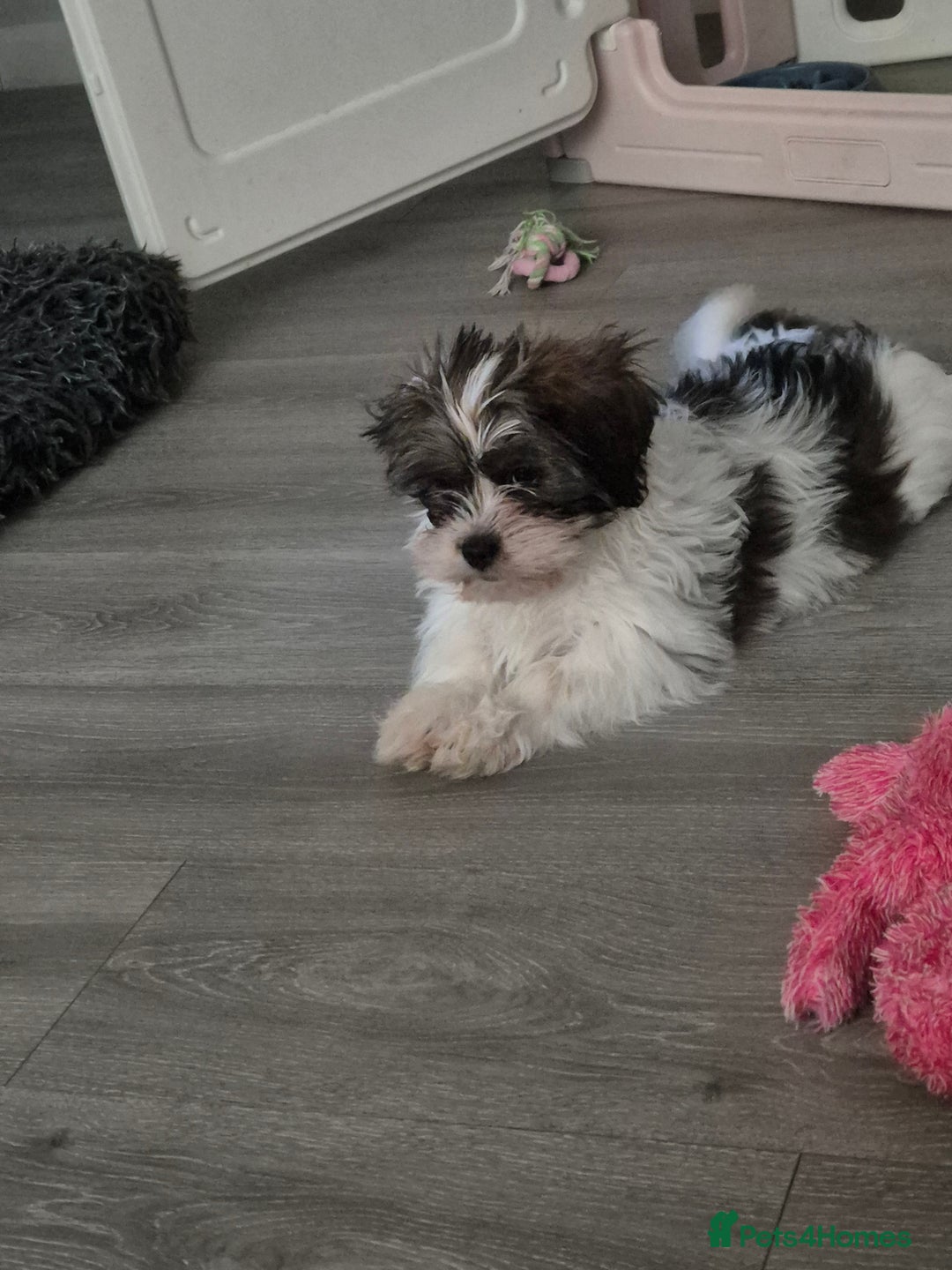 Mixed Breed dogs for sale: 2 adorable Havanse x japanese chin puppies  - Image 15