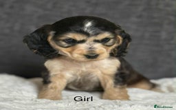 Cocker Spaniel dogs for sale: Kc registered cocker spaniels poops for sale - Image 10