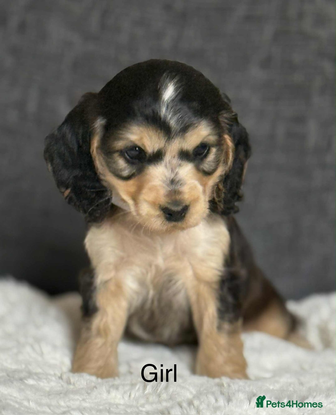 Cocker Spaniel dogs for sale: Kc registered cocker spaniels poops for sale - Image 10