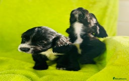 Cocker Spaniel dogs for sale: Ready now cocker spaniels  - Image 4