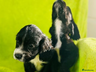 Cocker Spaniel dogs - Advert 33