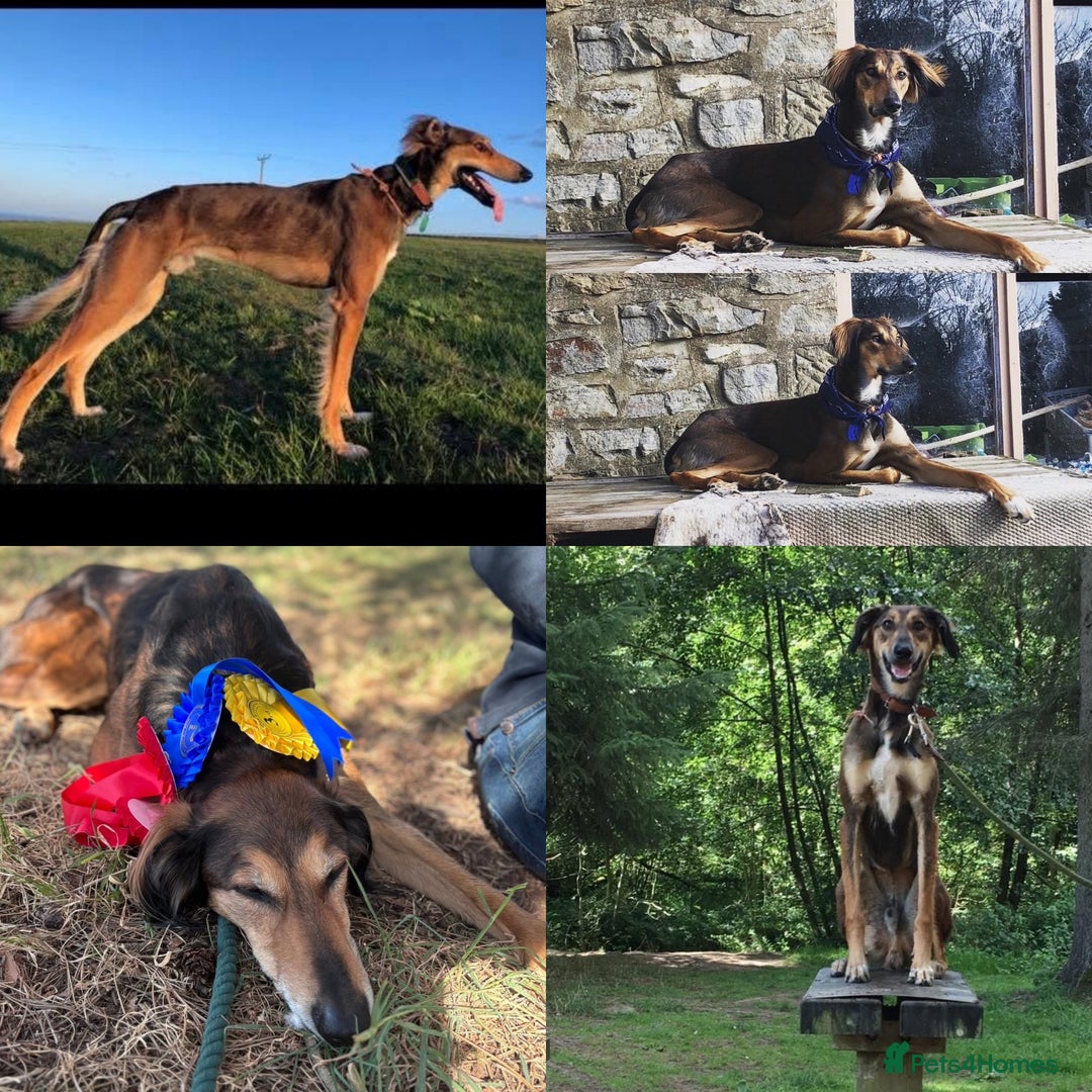 Mixed Breed dogs for sale: Saluki Bull Grey Puppies  - Image 25