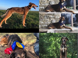 Mixed Breed dogs Puppies, family saluki pups READY TO GO - Advert 17