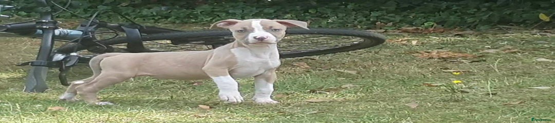 Mixed Breed Puppy 1