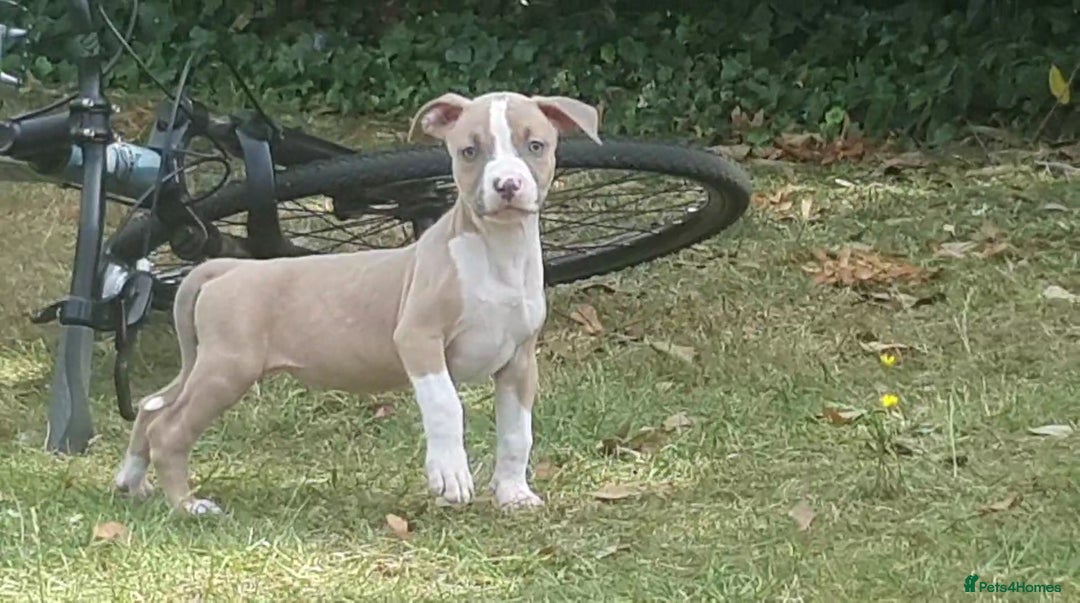 Mixed Breed dogs for sale: Bullbermans Looking for something different???  in Slough - Image 25