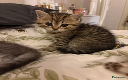 British Shorthair cats for sale: 5 British Chinchilla Shorthair Mix Kittens - Image 16